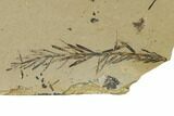 Dawn Redwood (Metasequoia) Fossils - Montana #165252-1